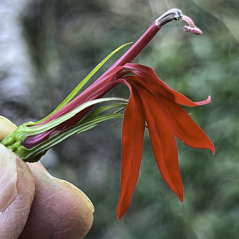 Cardinal Flower Blossom
